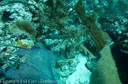 BVI Diving-0222